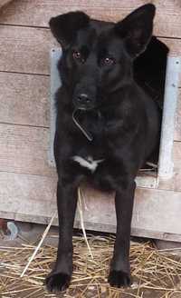 PEDROS czarny ,średniej wielkości pies do adopcji