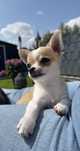 LUCAS chihuahua chlopczyk GOTOWY DO ODBIORU