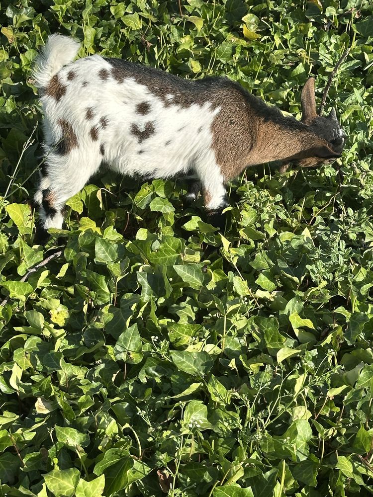 Cabrito Anão Tricolor com 2 meses