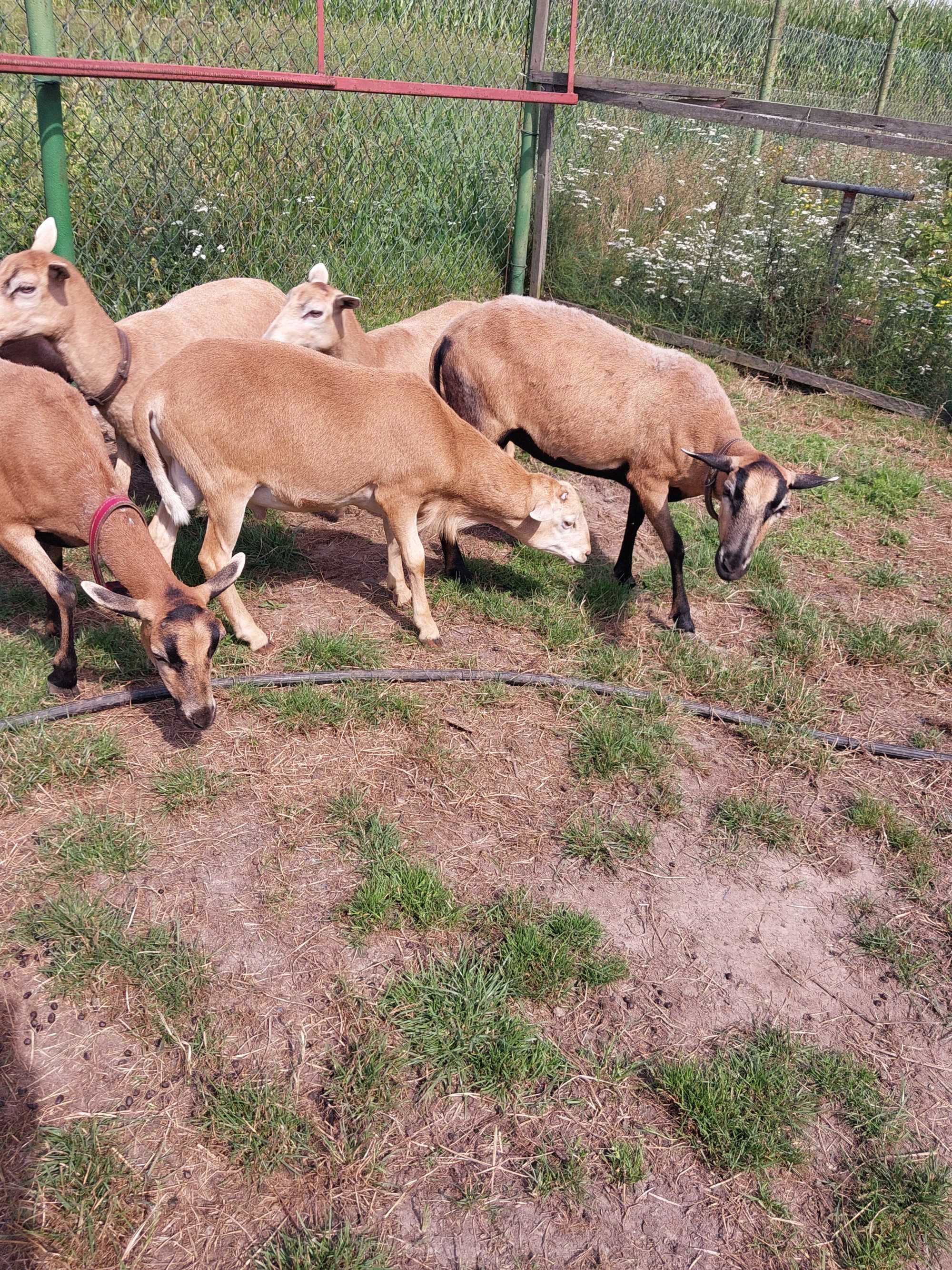 Sprzedam owce kameruńskie 4 szt