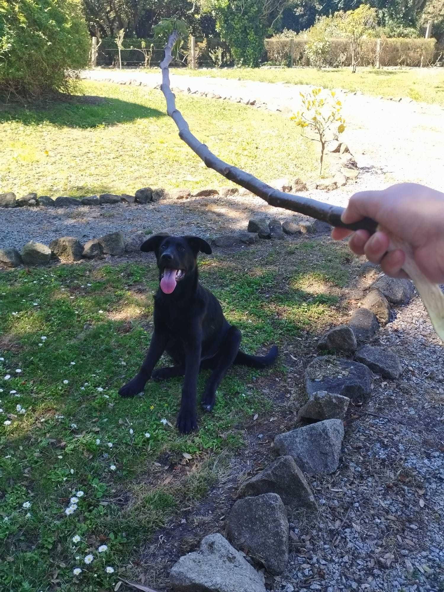 Cão bebé macho para adoção