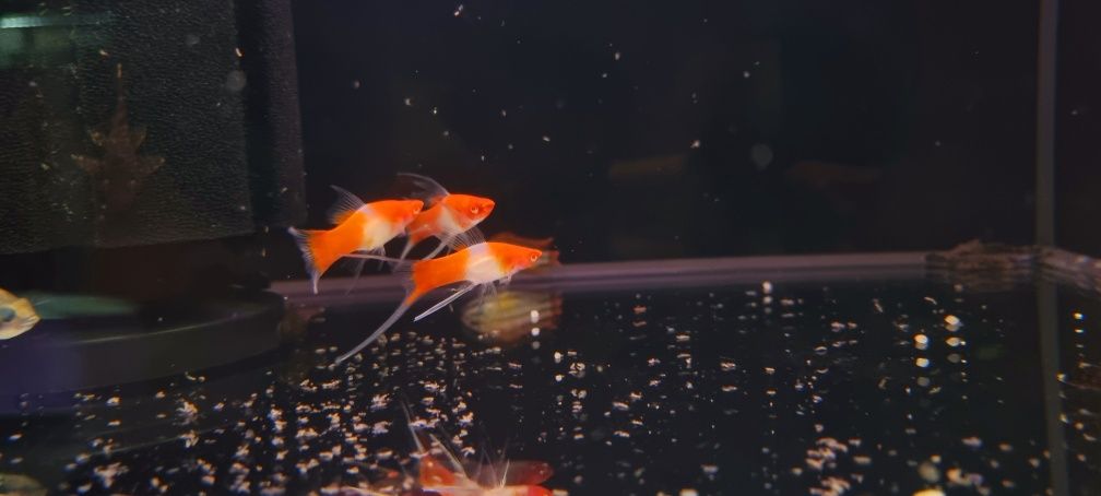 Mieczyk koi weloniasty