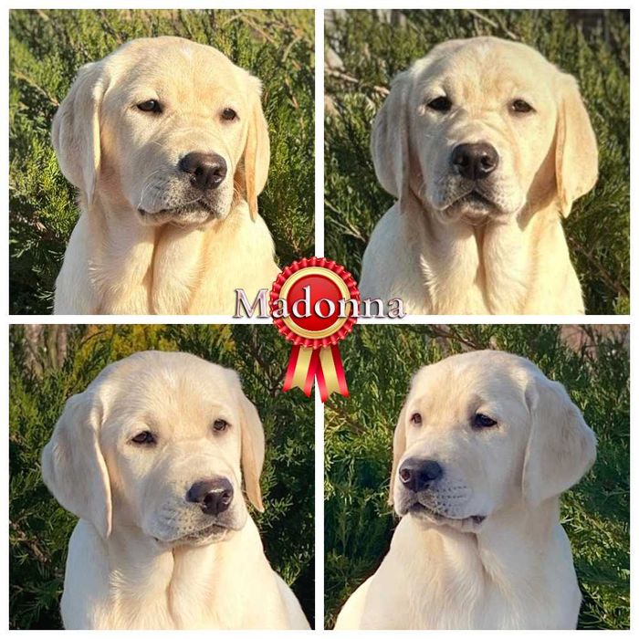 Щенки лабрадора ретривера, цуценята лабрадора ретрівера от профи.