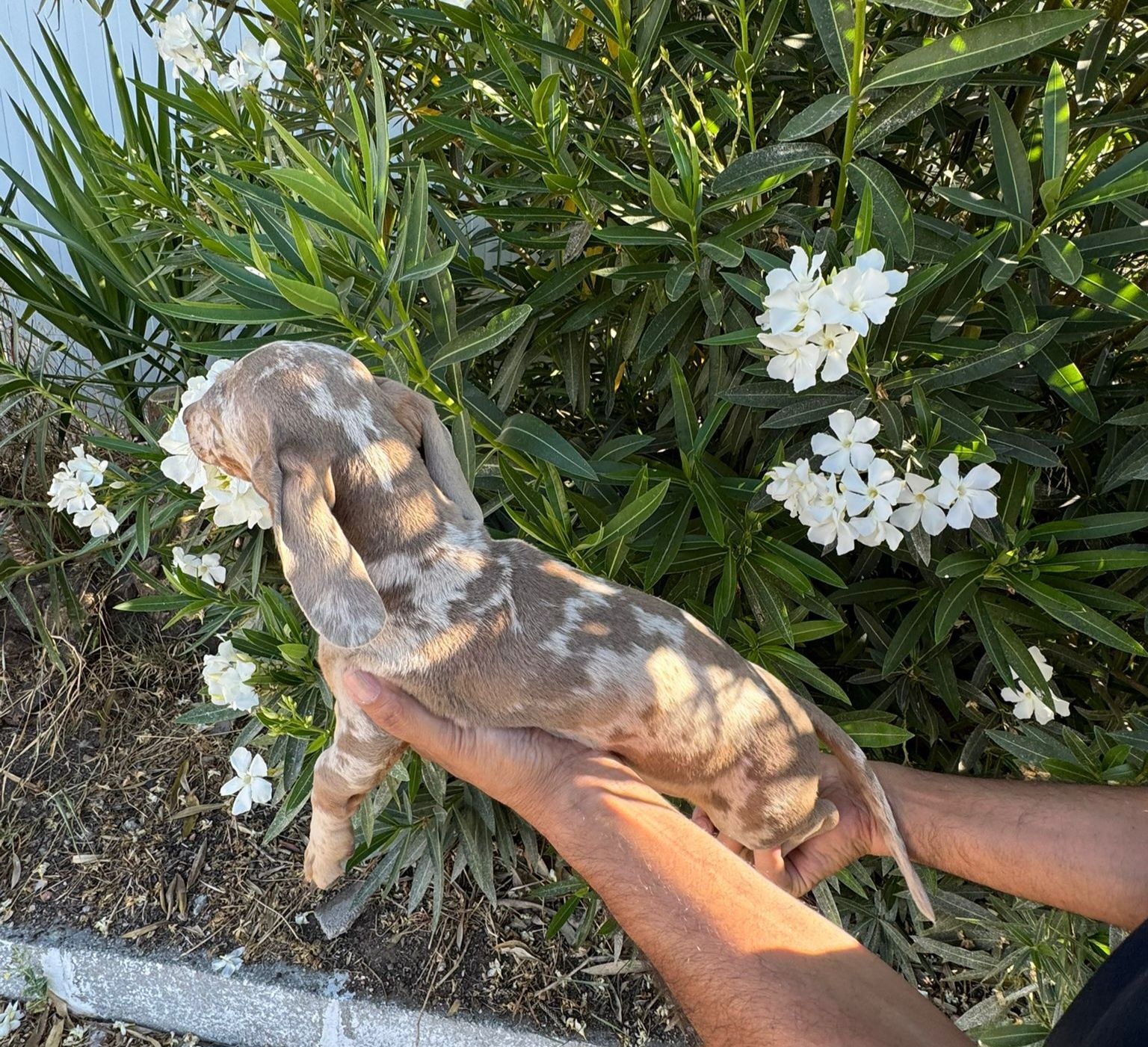 Teckel Chocolate Merle Macho