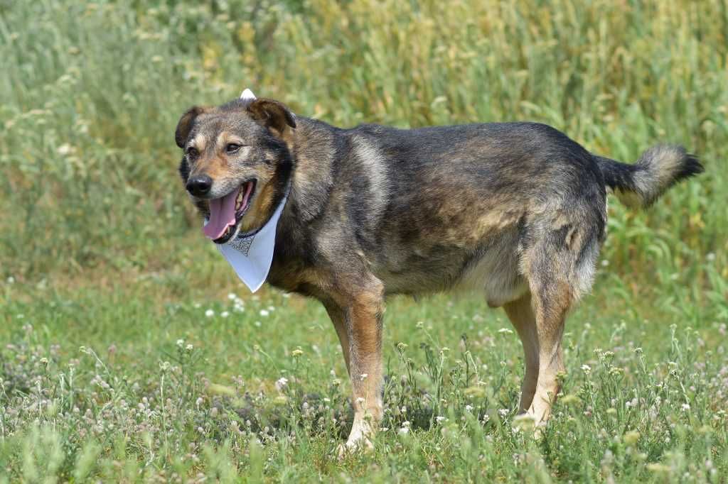 Ringo - lubi spacery oraz przytulasy i głaskanie