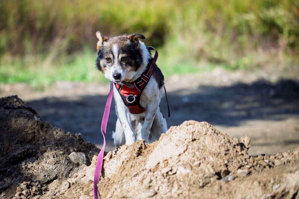 Tołdi – wesoły, bezkonfliktowy psiak szuka domu!  Adopcja