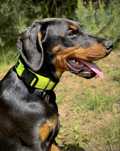 Doberman FCI suczka 1