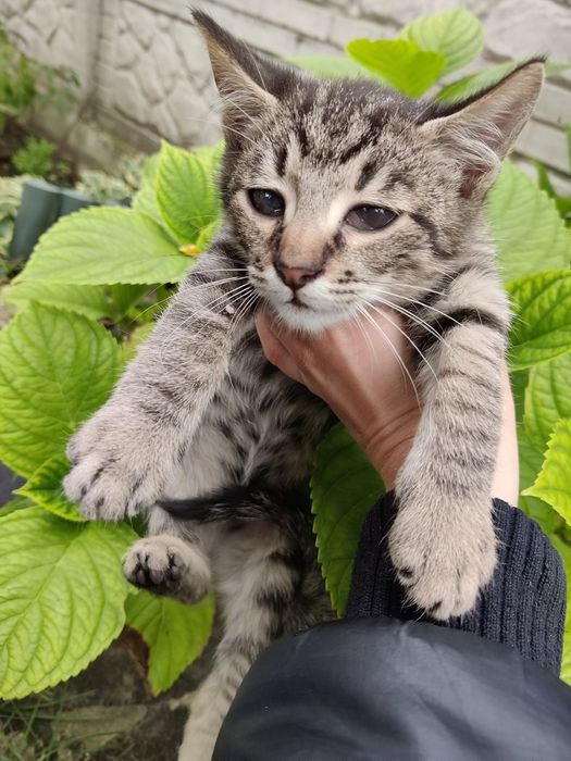 Котика в добрі руки