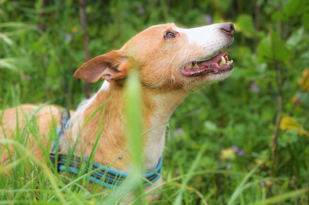 Mingo - cão médio para adoção