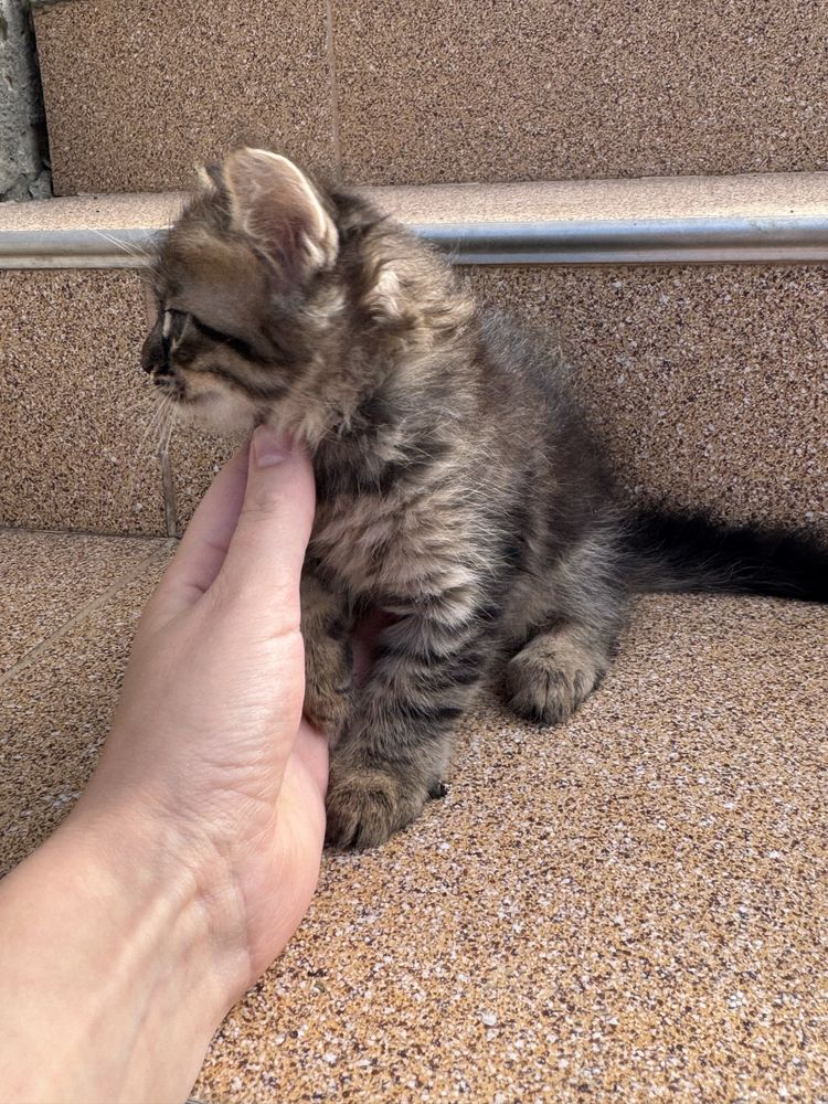 Віддам котиків в добрі руки