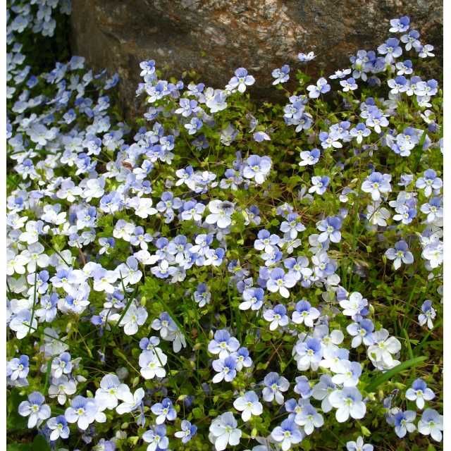 Продам Брунеру, Морозник,Герань,Осока,Фиалка, Флоксы