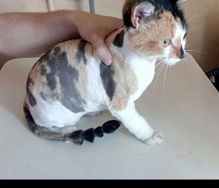 Стрижки котов и собак