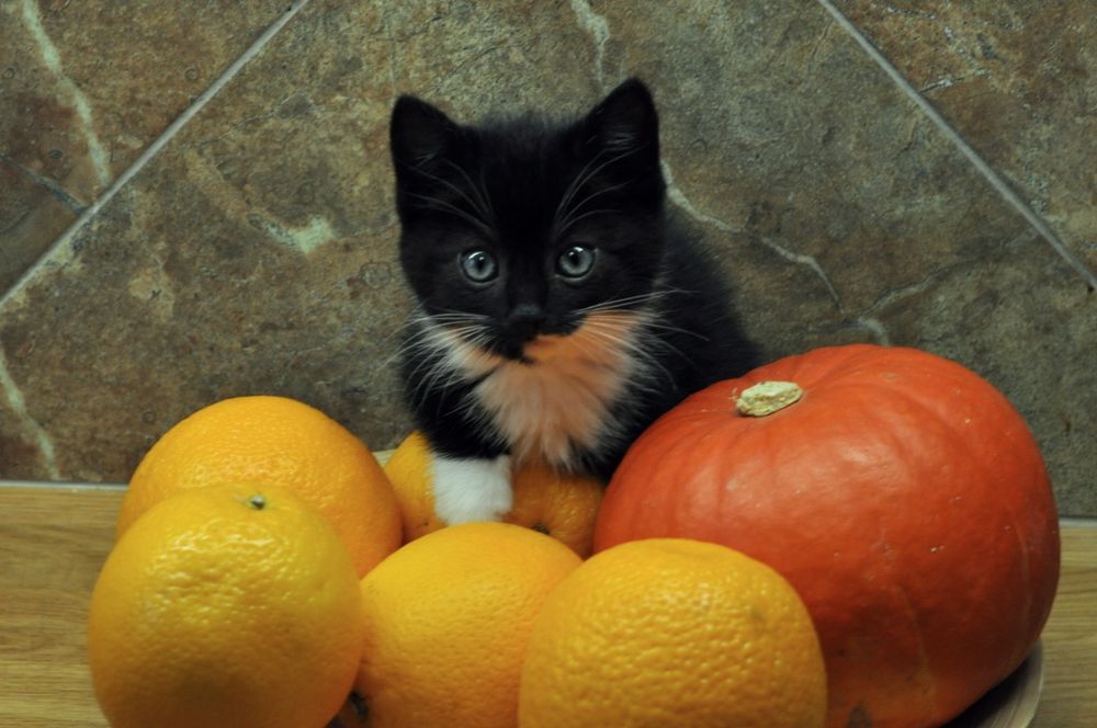 Słodka Czekoladka chce do domu