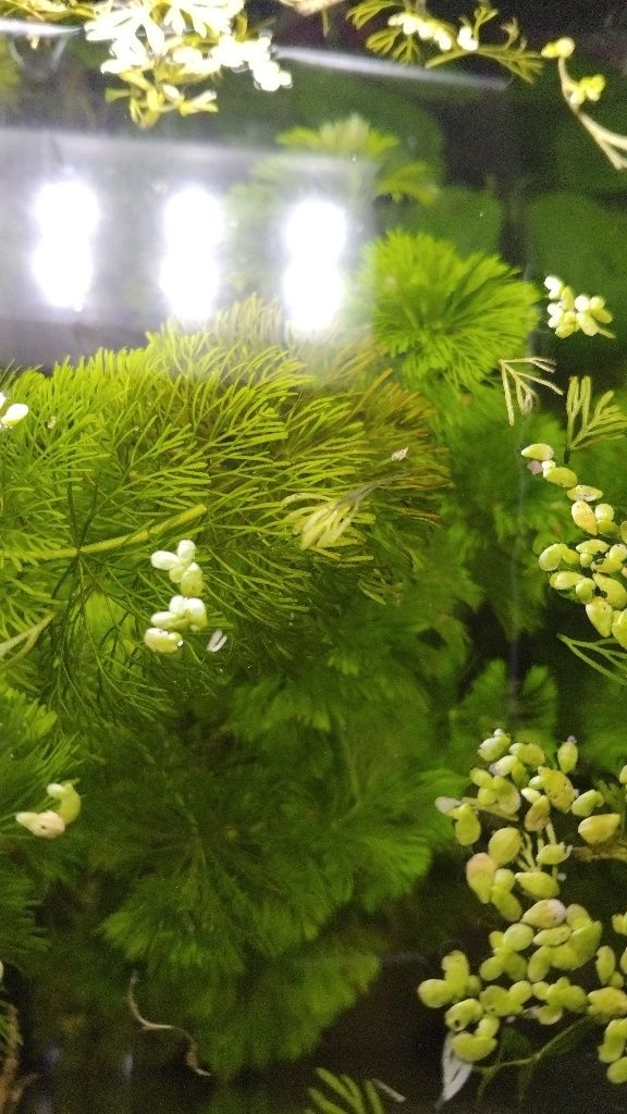 Vasos de Limnophila sessiliflora vários tamanhos