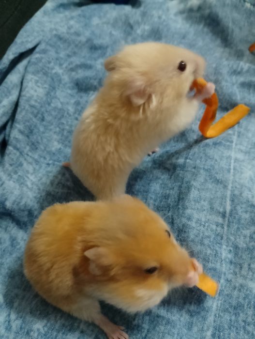 Сирійський хомяк