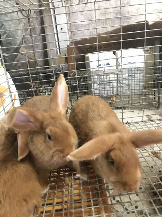 Coelhos Leonardo da Borgonha