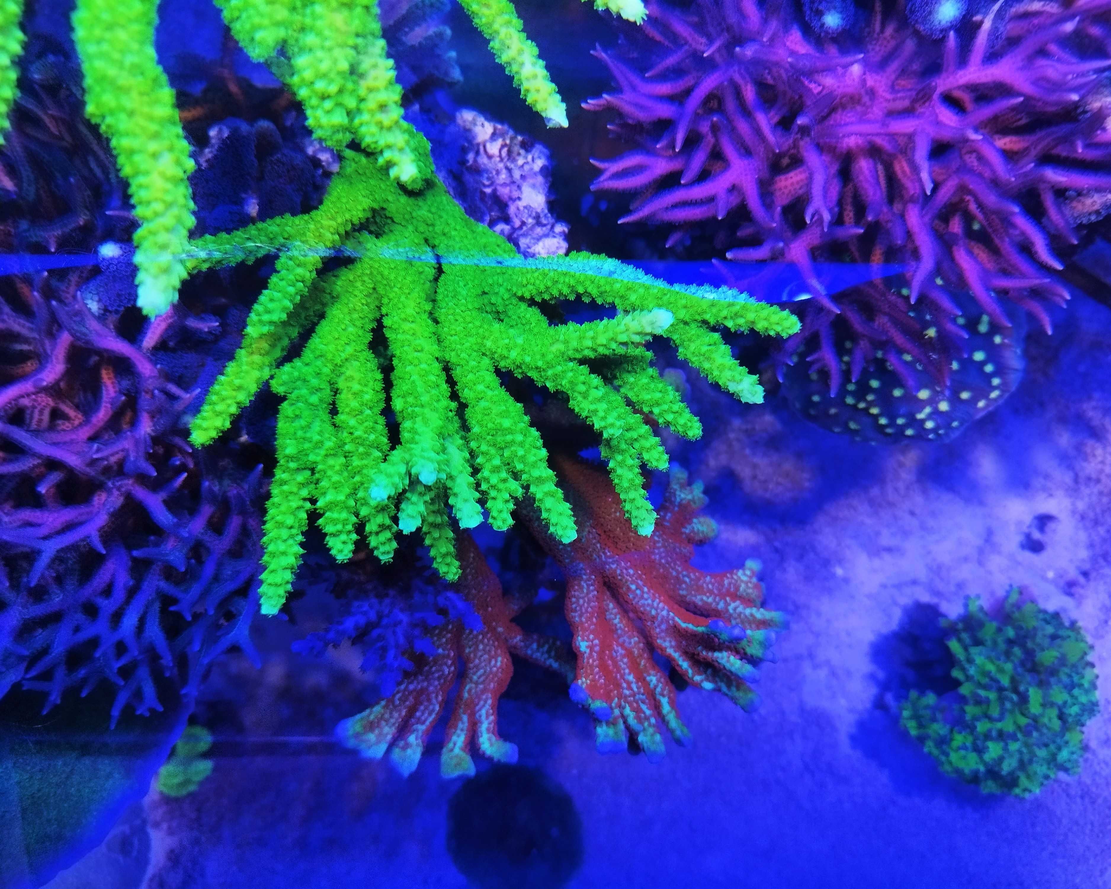 Acropora Formosa TOXIC GREEN