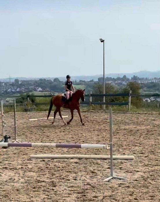 Poszukujemy *Cioci* do dzierżawy