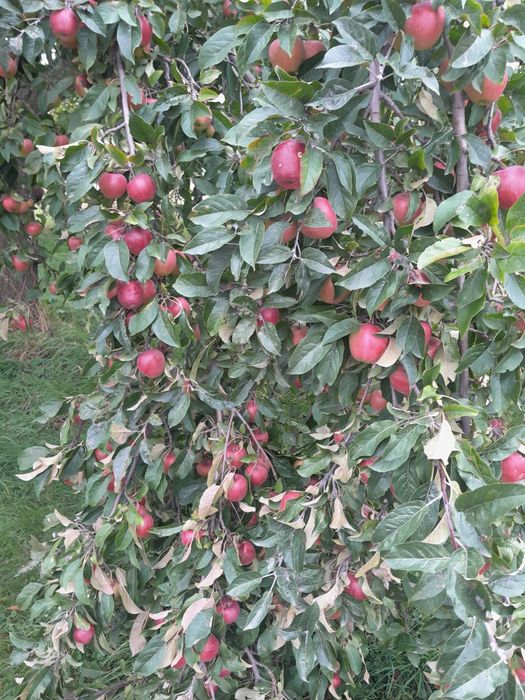 Jabłka eko różne odmiany wysyłka