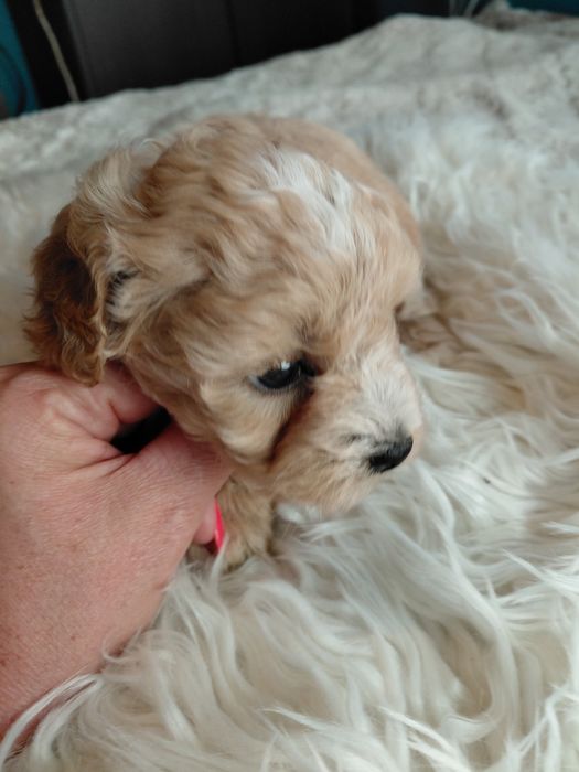 Maltipoo - piesek
