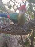 Femea turaco crista vermelha