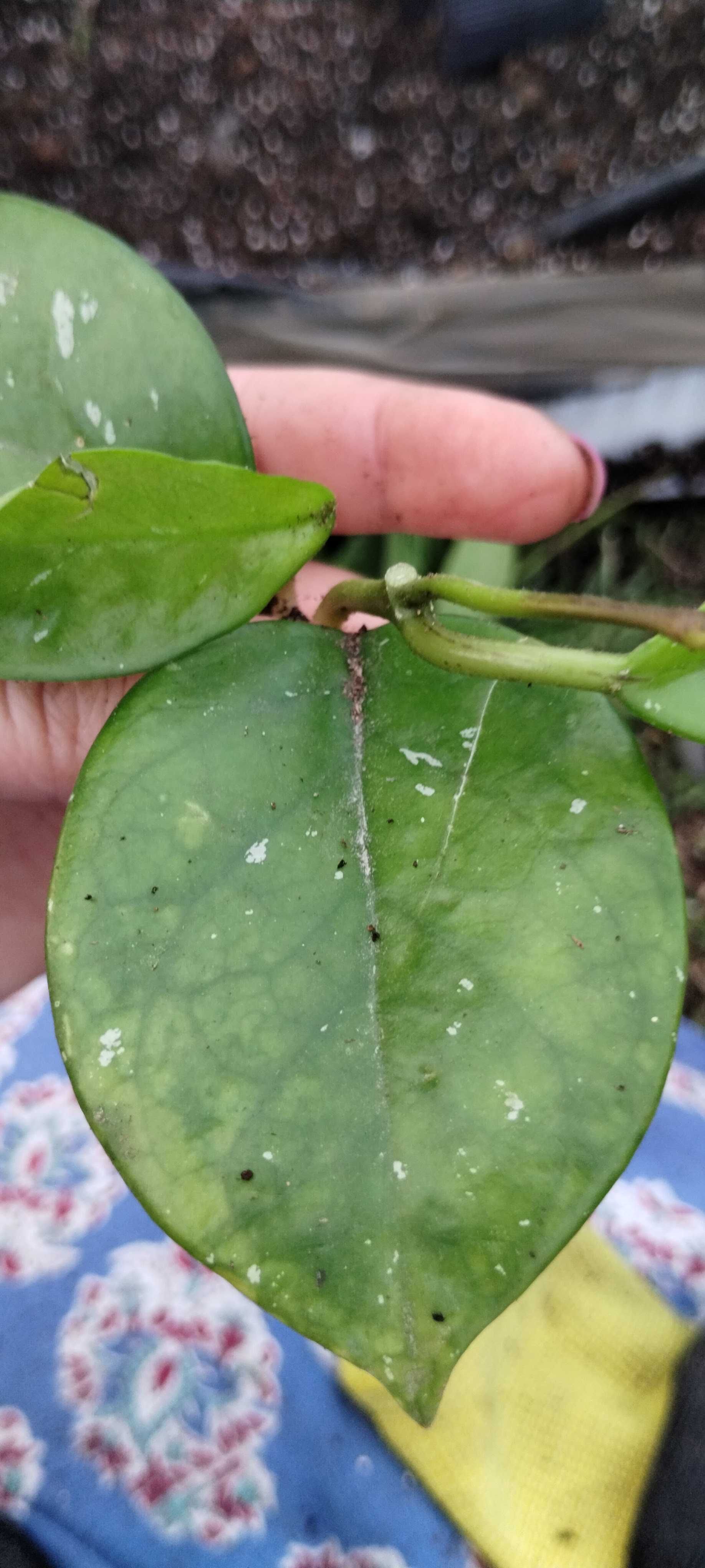 hoya splash, większa sadzonka