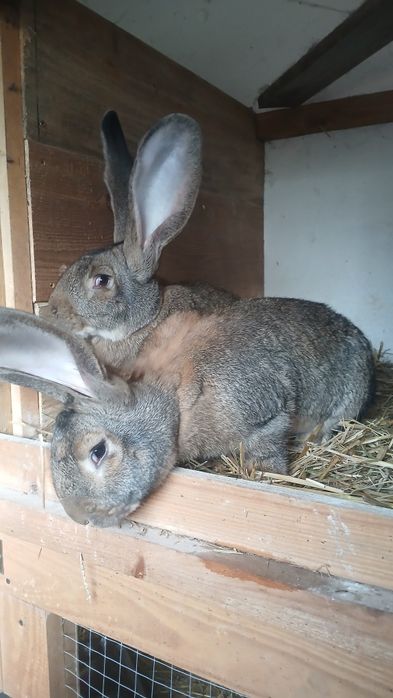 Króliki króle samce belgijski olbrzym szary BOS