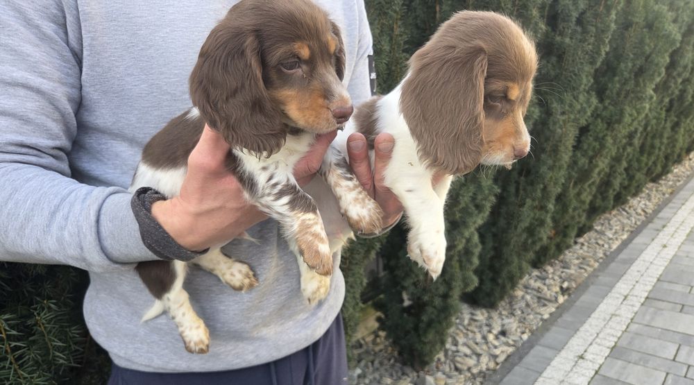 Jamnik piesek długowłosy srokaty Unikalny