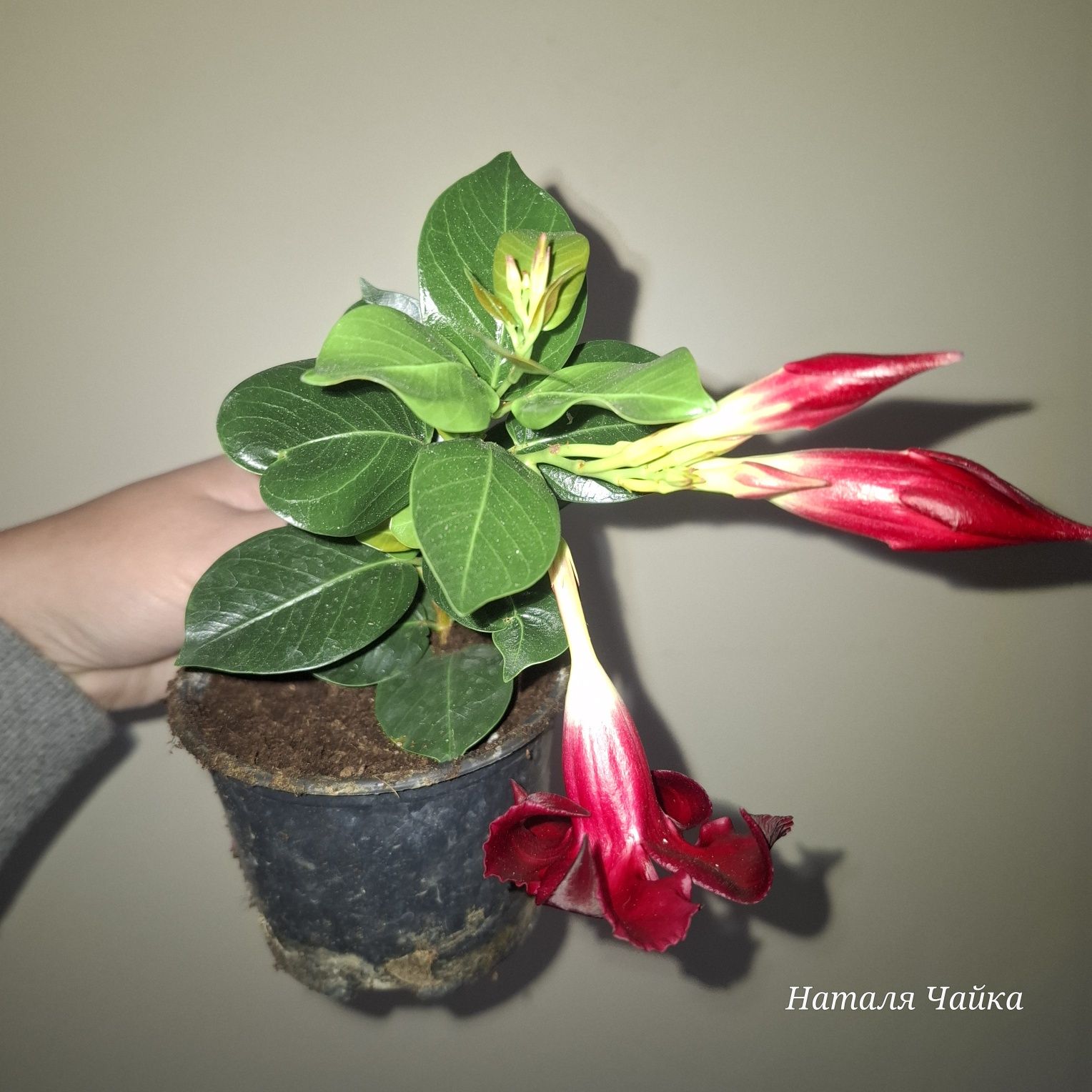 Дипладенія біла, рожева, бордова