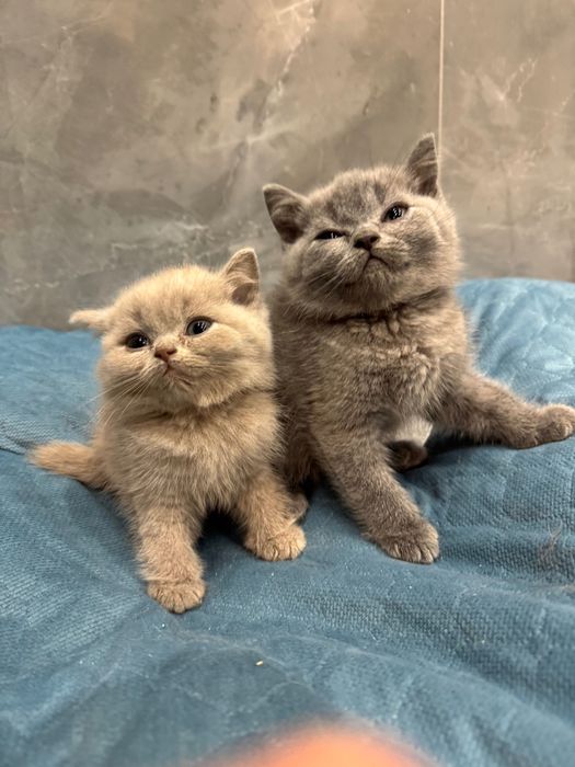 Kotka  brytyjska   liliowa z wyprawką