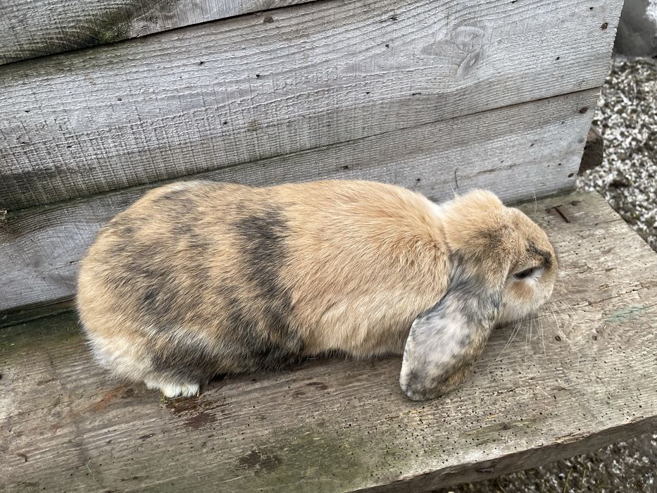 Кролі французький баран