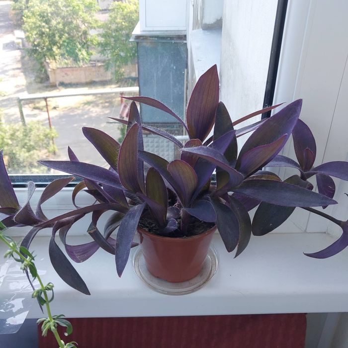 Продаю цветы оптом и в розницу