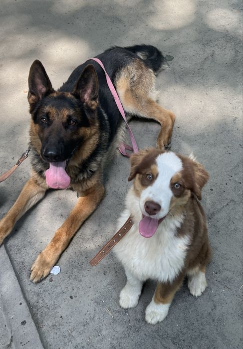 Кінолог/ Дресирування собак з виїздом Київ/київська область