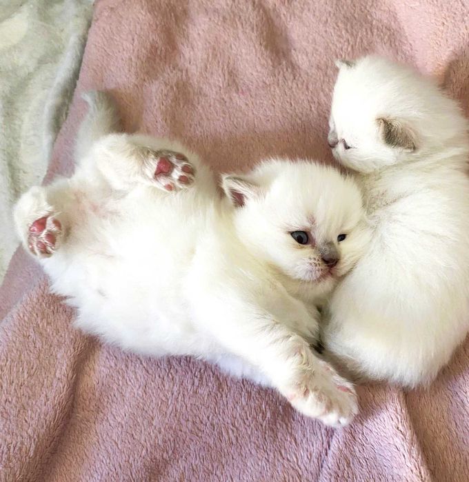 Zapowiedź miotu | Brytyjski krótkowłosy | point liliowy/blue