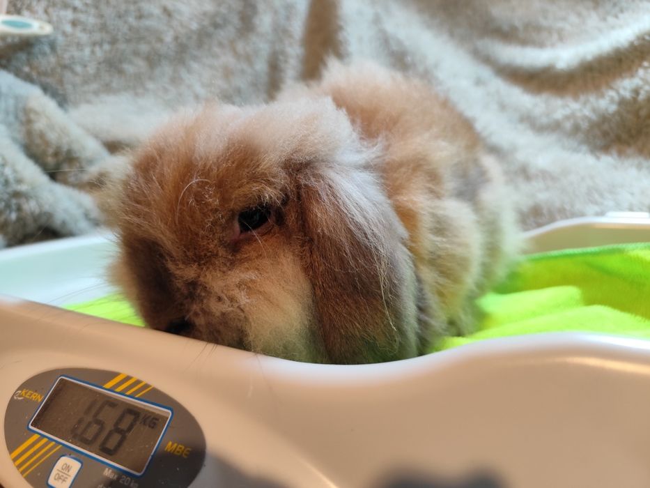 Coelho anão que parece um peluche!