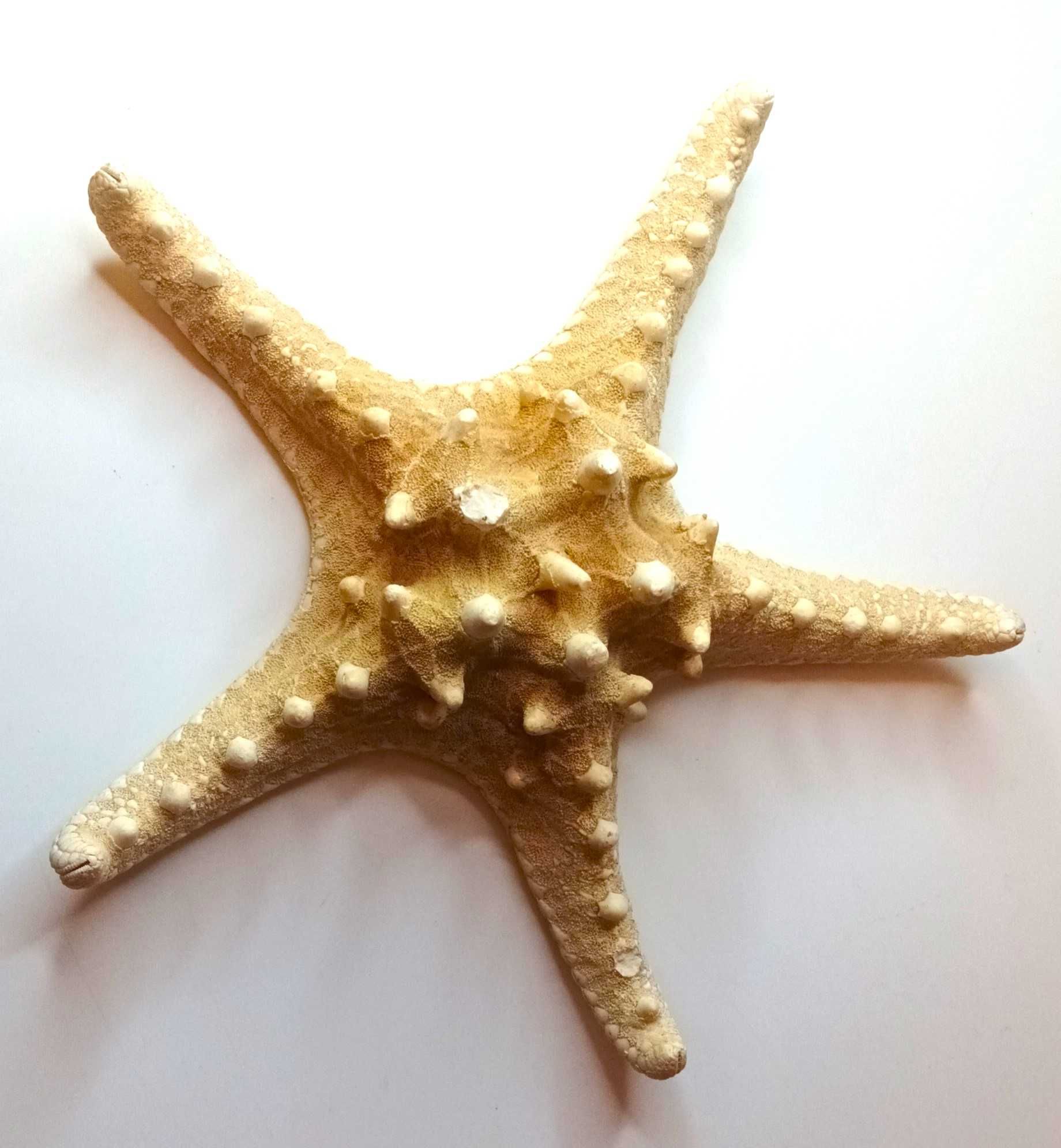 Rozgwiazda Gwiazda morska duża ozdoba akwarium lub domu