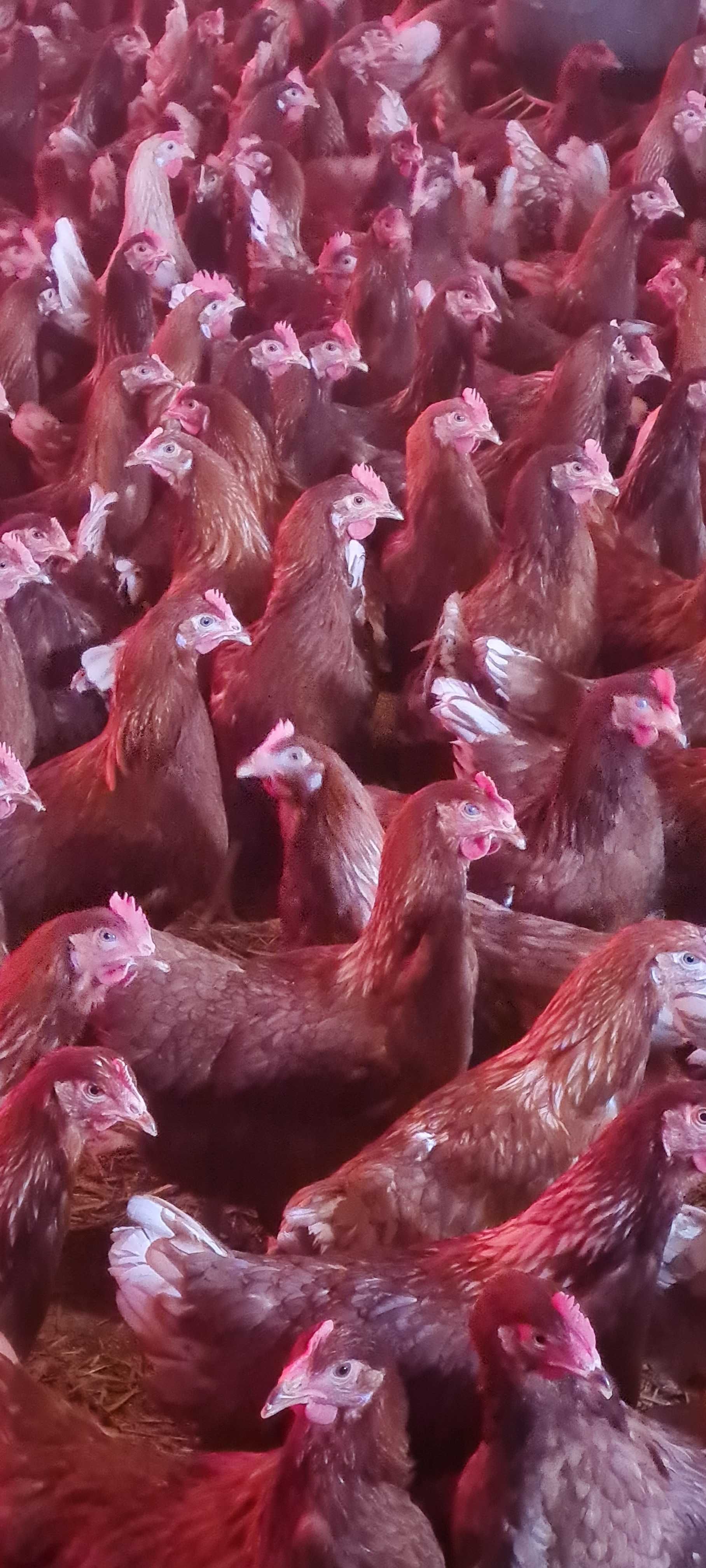 Kury kurki kurczaki nioski młode z jajkami.Rosa1 Dominant Leghorn JAJA
