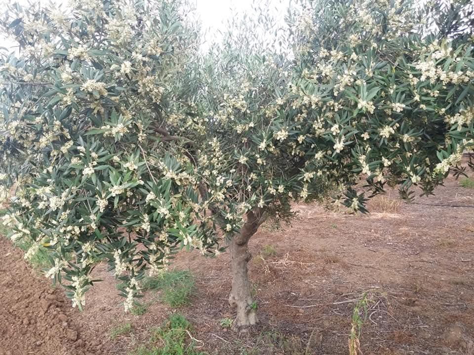 Terreno com 5.3 hectares