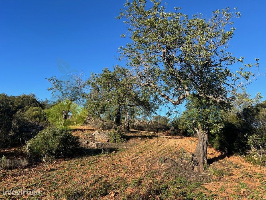 Terreno Rústico 6.000M2 Zona Campestre