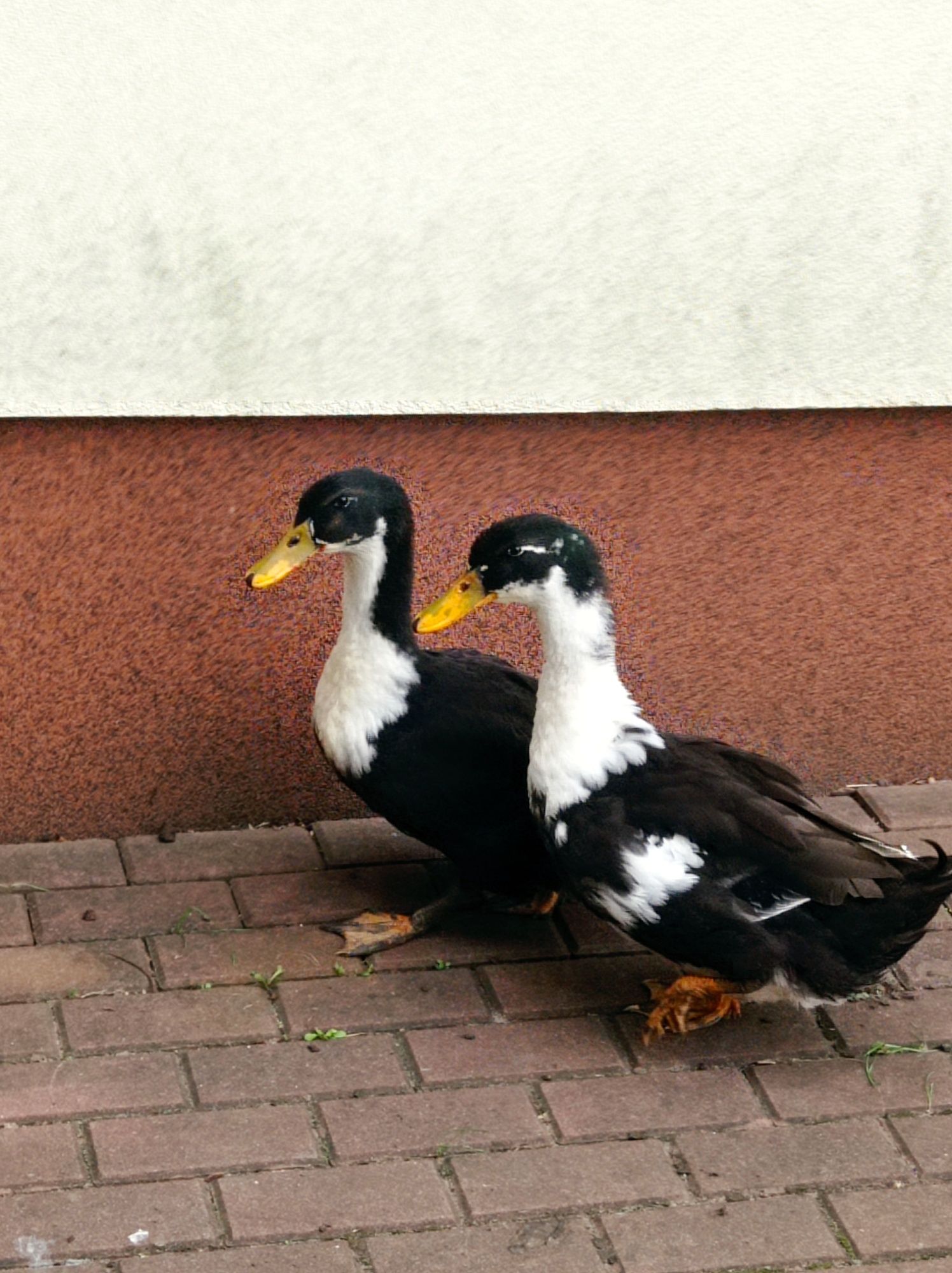 Kaczor dworka możliwa wymiana na kaczkę