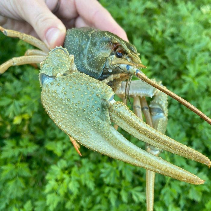 Живые раки Запорожье. 6 видов варки раков. Лушчие раки в городе !