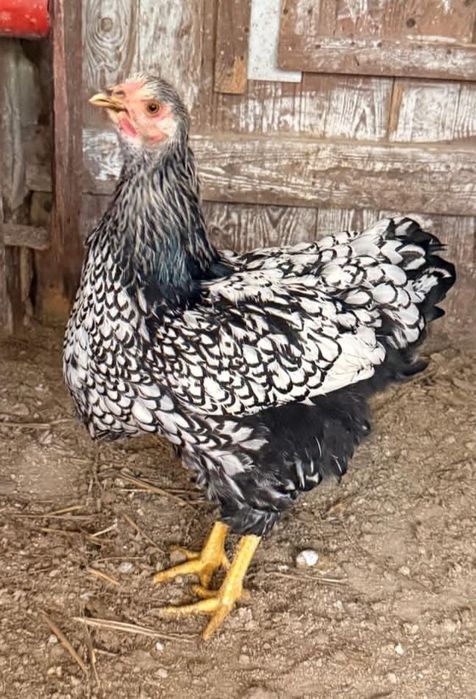 Galinha wayandotte 2025