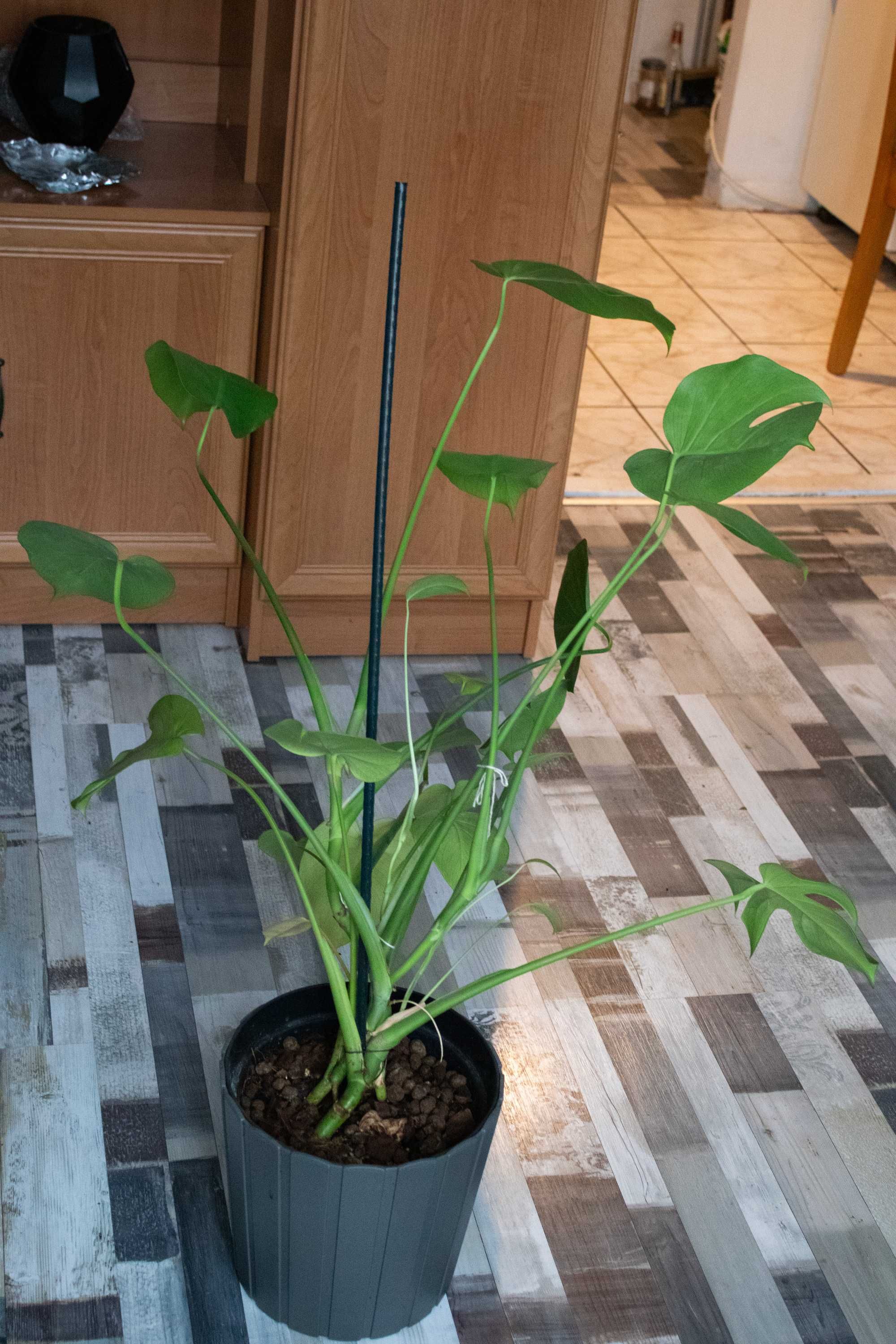 Monstera Deliciosa wysokość z doniczką 90cm