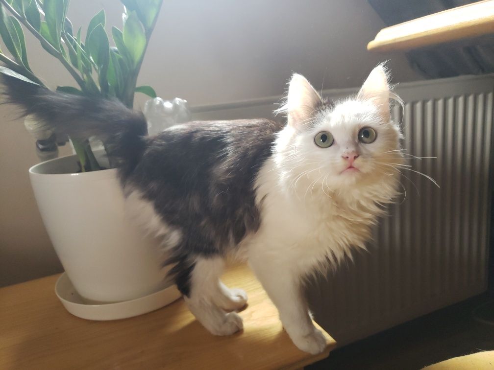 Котики домашні-породясті