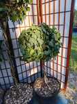 Bluszcz  hedera hellix zimozielony "kula na pniu"