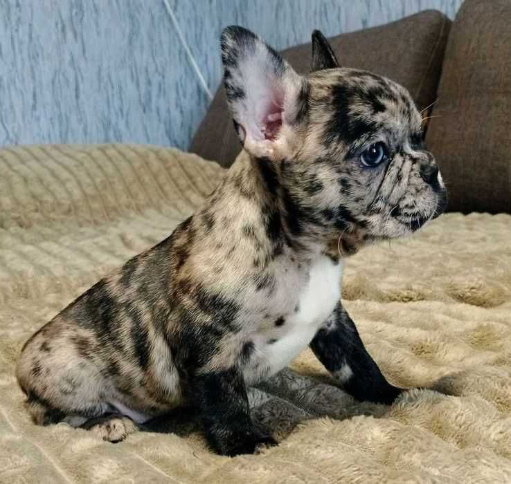 Французский бульдог. Супер качество.