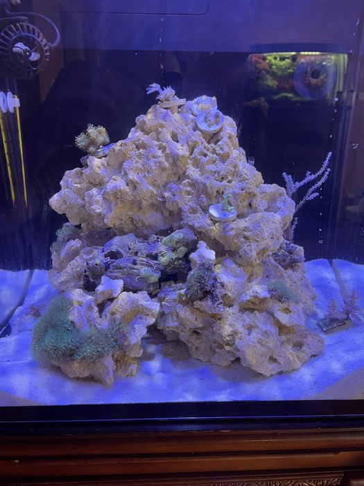 Koralowiec morski Briareum