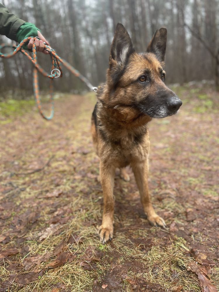 Cudowna sunia poleca się do adopcji!