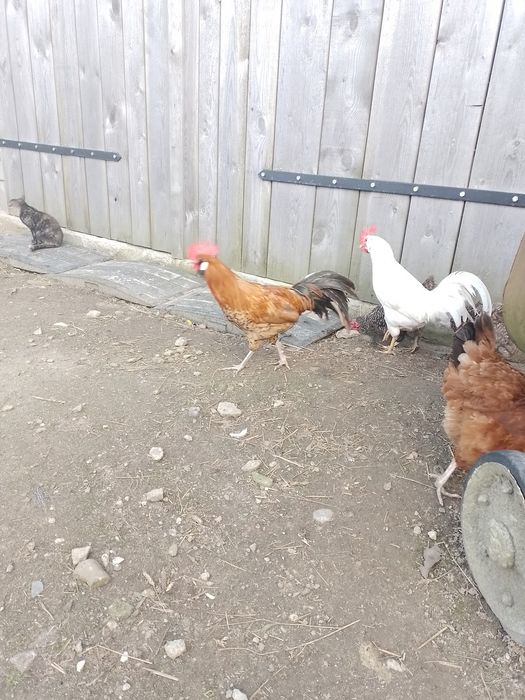 Sprzedam koguty dorosłe