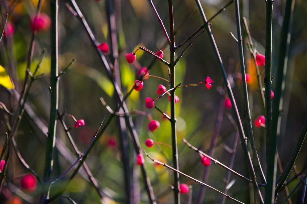 Trzmielina Pospolita (Euonymus Europaeus) wysokość 50-70 cm, donica 2l